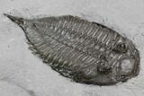 Dalmanites Trilobite Fossil - New York #99020-2